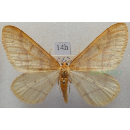 Agriopis aurantiaria (Hübner, 1799) male Zimowek pozłotnik Czech14h